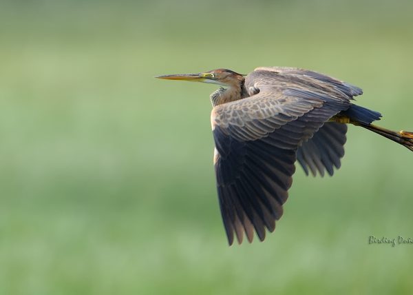 primavera Birding Doñana, Jaime Blasco