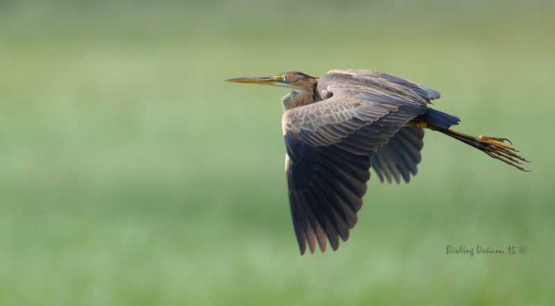 primavera Birding Doñana, Jaime Blasco