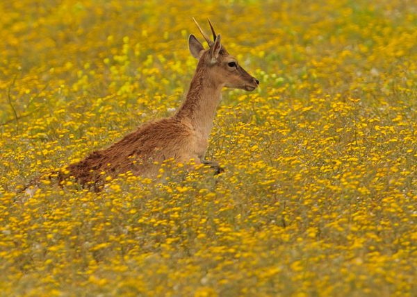 primavera Birding Doñana, Jaime Blasco