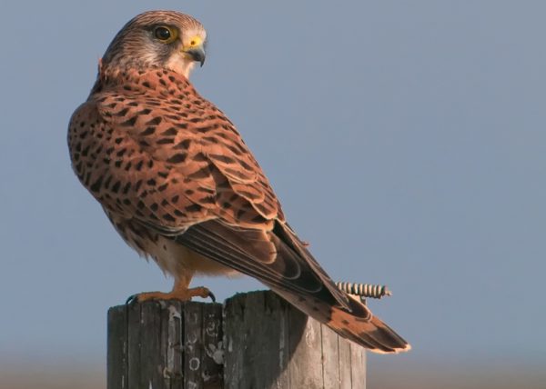 procesando a lo pesquero Birding Doñana, Jaime Blasco