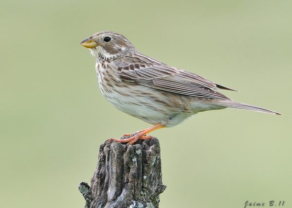 Pruebas de fondo Birding Doñana, Jaime Blasco