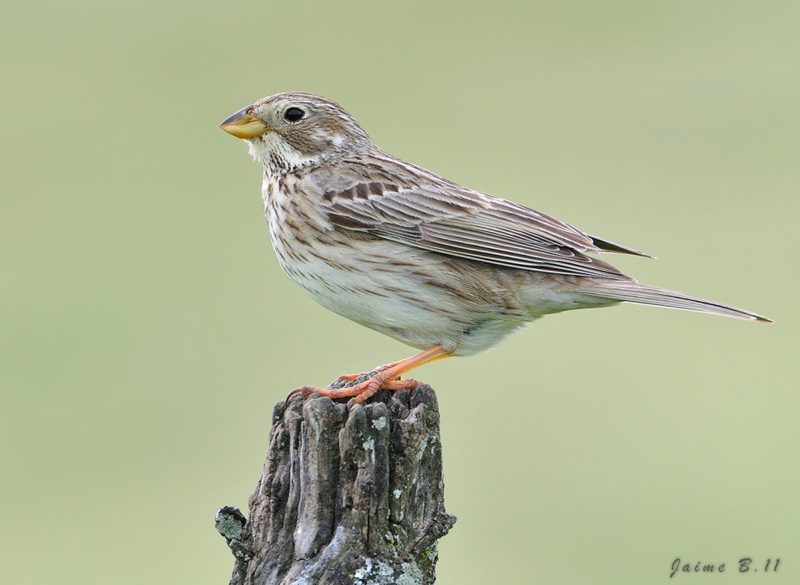 Pruebas de fondo Birding Doñana, Jaime Blasco