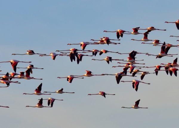 punta de lanza Birding Doñana, Jaime Blasco