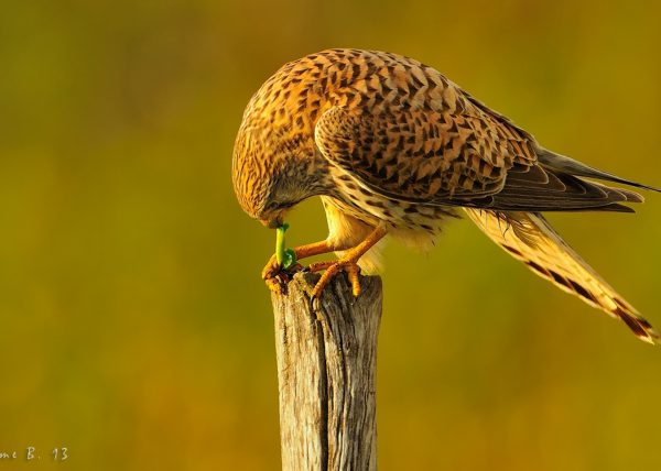 que ni pintao Birding Doñana, Jaime Blasco