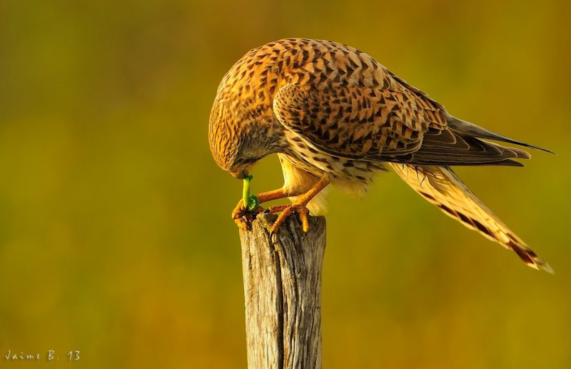 que ni pintao Birding Doñana, Jaime Blasco