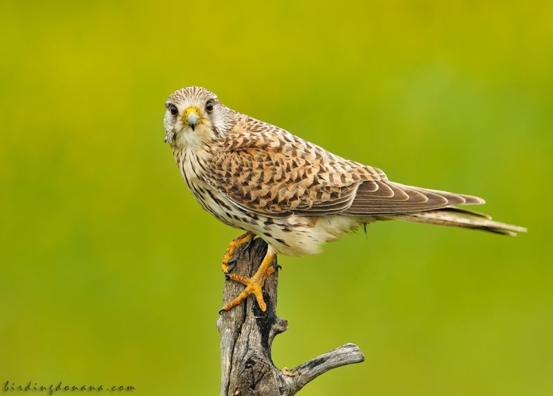 rarezas Birding Doñana, Jaime Blasco