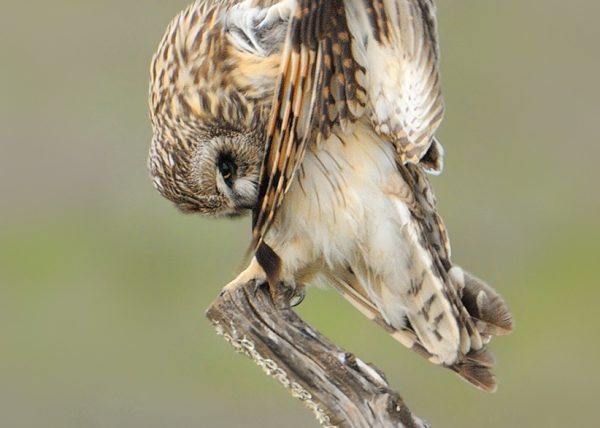 raro Birding Doñana, Jaime Blasco