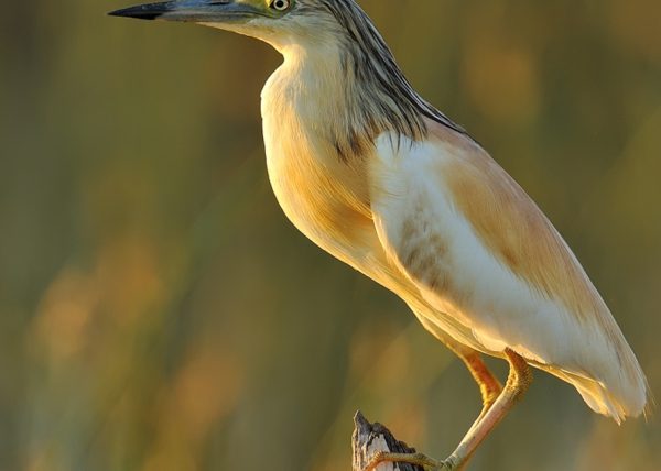 raro Birding Doñana, Jaime Blasco