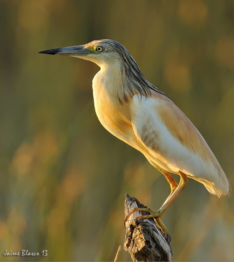 raro Birding Doñana, Jaime Blasco