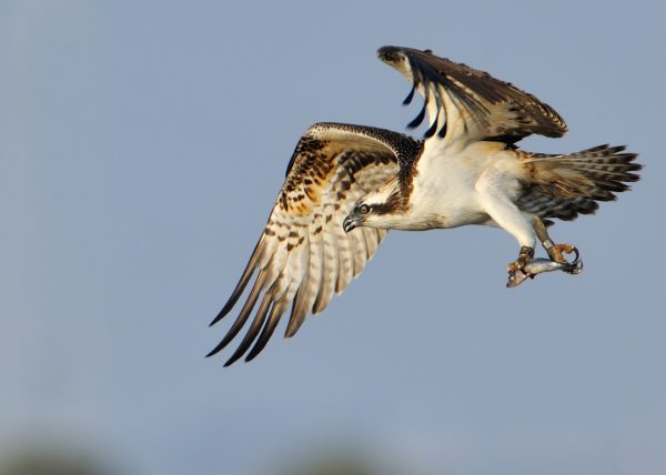 rasante Birding Doñana, Jaime Blasco