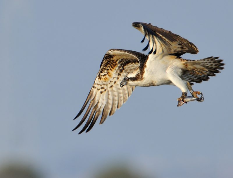 rasante Birding Doñana, Jaime Blasco