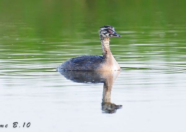 rayo Birding Doñana, Jaime Blasco