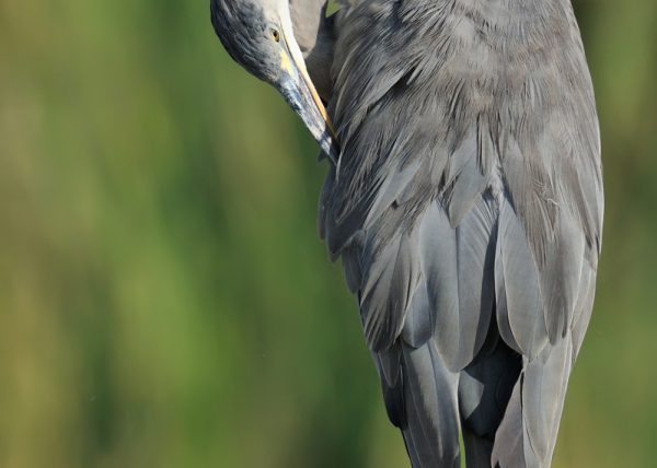 real sobre verde Birding Doñana, Jaime Blasco