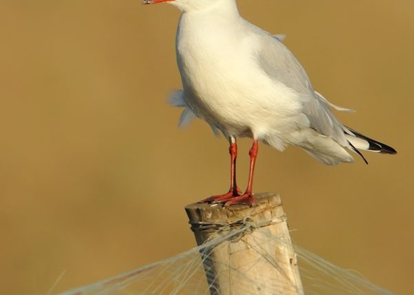 redes Birding Doñana, Jaime Blasco