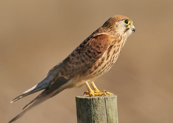 reflexión Birding Doñana, Jaime Blasco