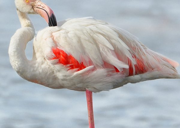 reojo Birding Doñana, Jaime Blasco