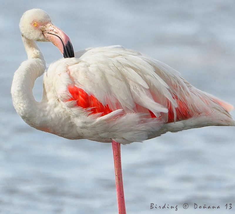 reojo Birding Doñana, Jaime Blasco