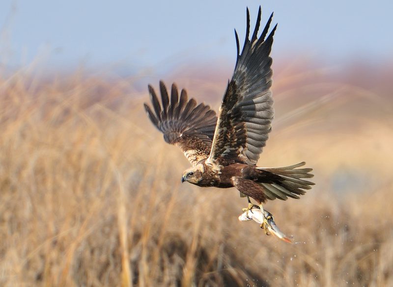 retirada Birding Doñana, Jaime Blasco