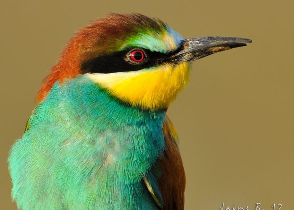 retrato Birding Doñana, Jaime Blasco