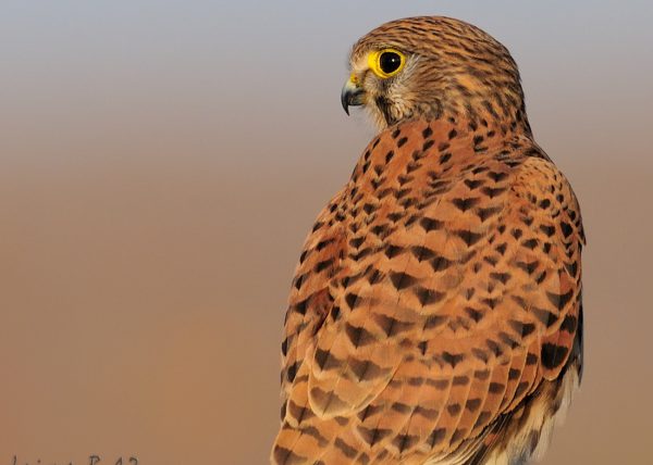 retrato americano Birding Doñana, Jaime Blasco