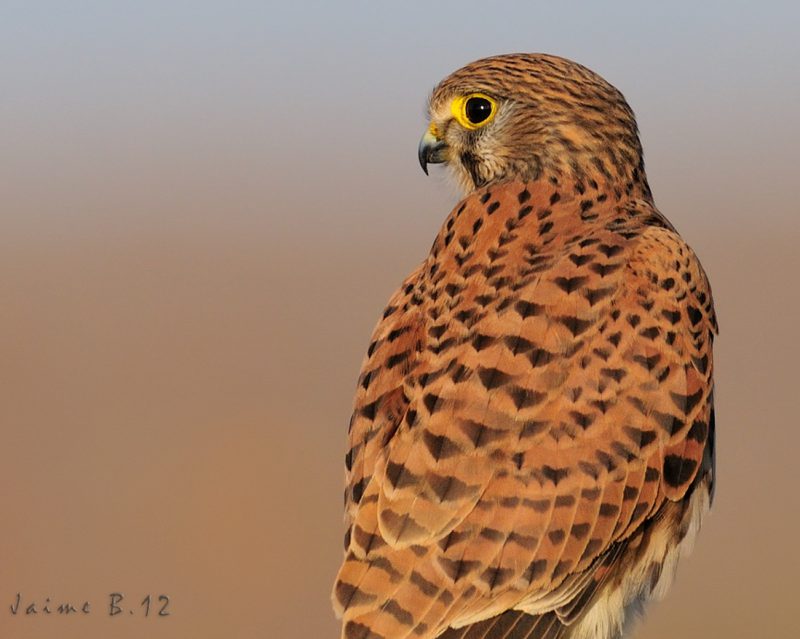 retrato americano Birding Doñana, Jaime Blasco