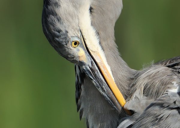 retrato de real Birding Doñana, Jaime Blasco