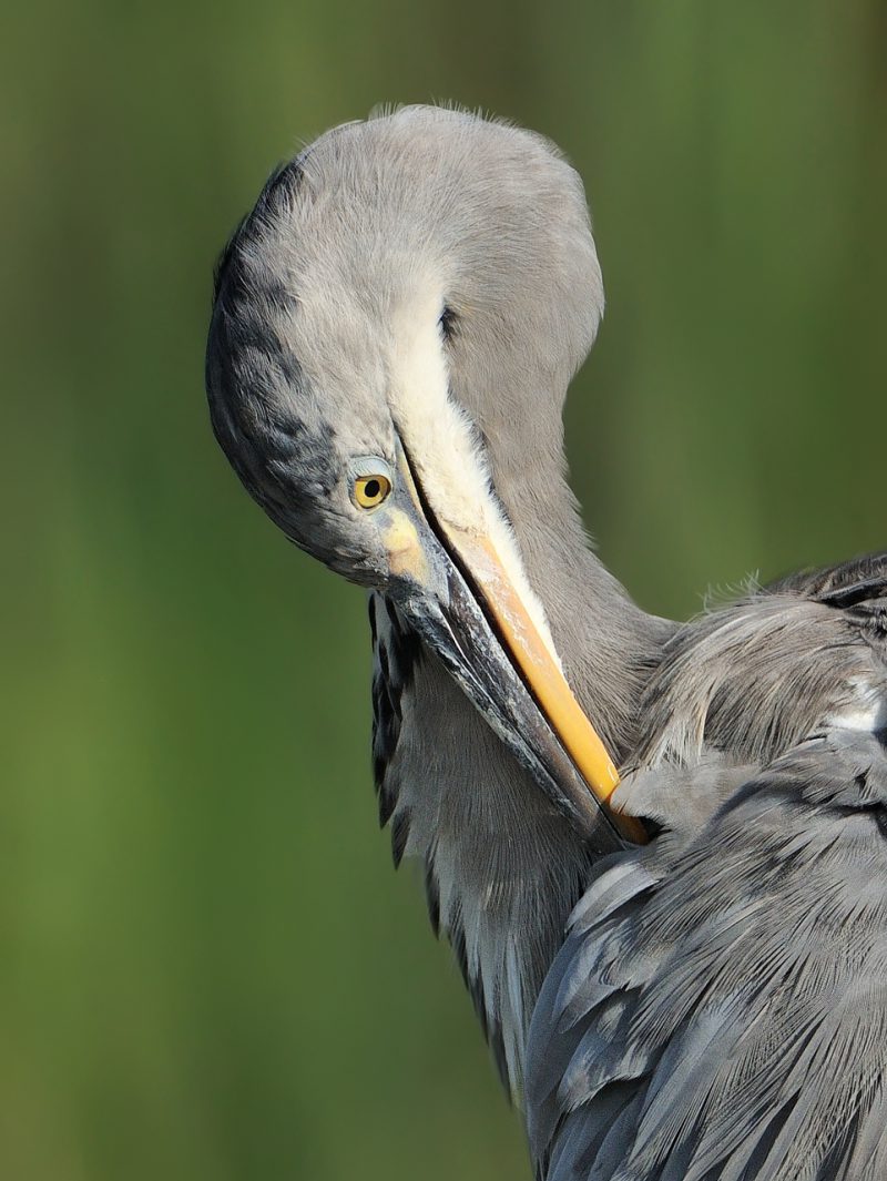 retrato de real Birding Doñana, Jaime Blasco