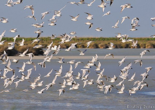 risas en la veta Birding Doñana, Jaime Blasco