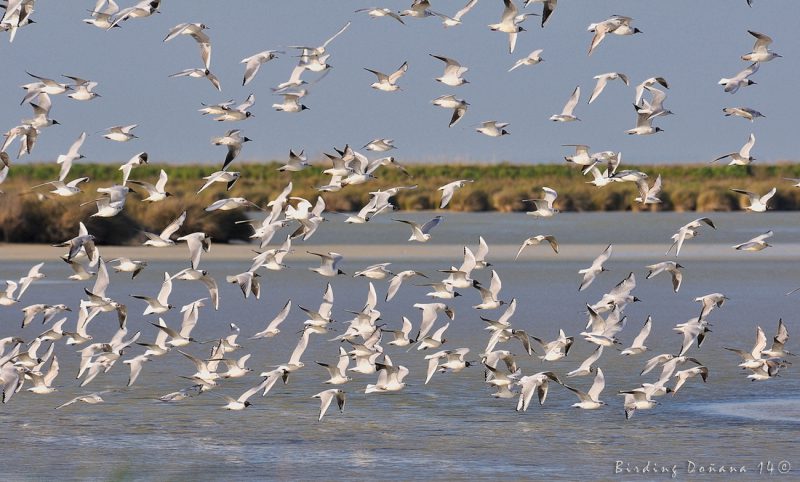 risas en la veta Birding Doñana, Jaime Blasco