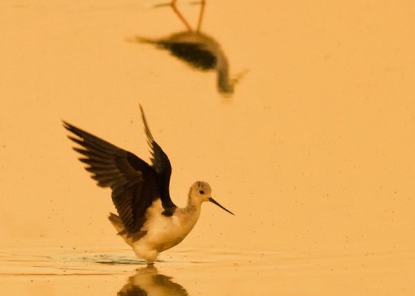 rojo amanecer Birding Doñana, Jaime Blasco