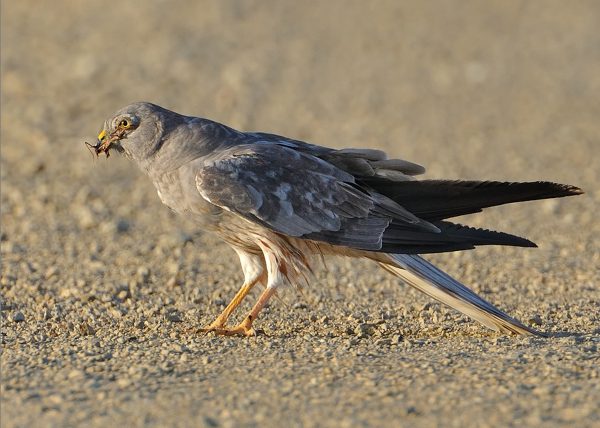 saltamontes Birding Doñana, Jaime Blasco