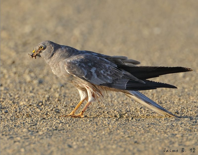 saltamontes Birding Doñana, Jaime Blasco