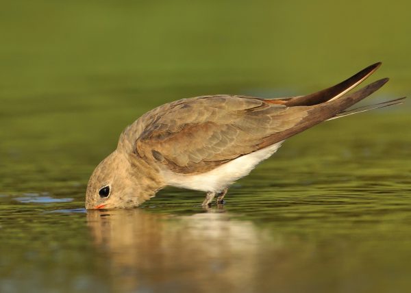 sed Birding Doñana, Jaime Blasco