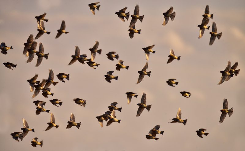 Seo 2016 Birding Doñana, Jaime Blasco