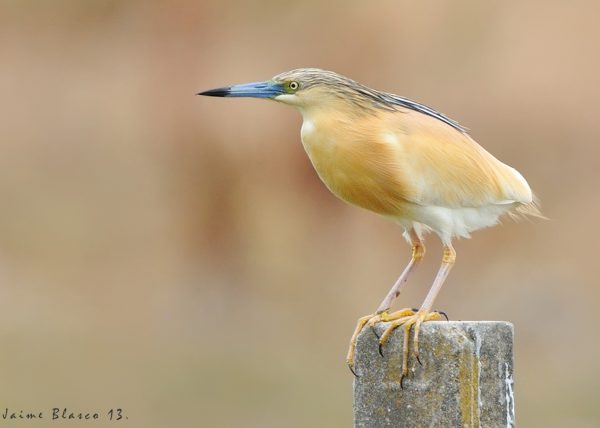 siga la felcha Birding Doñana, Jaime Blasco