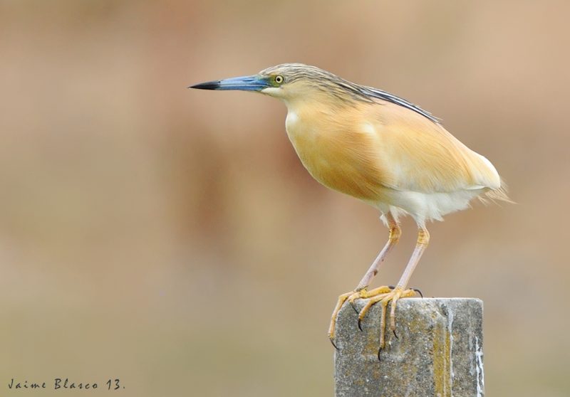 siga la felcha Birding Doñana, Jaime Blasco