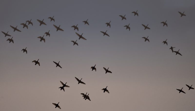 siluetas en la niebla Birding Doñana, Jaime Blasco