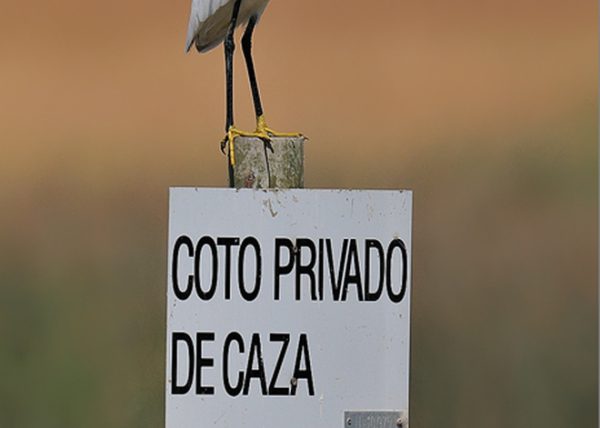 simbolico Birding Doñana, Jaime Blasco
