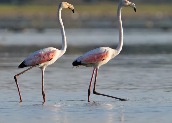 simetrias egipcias Birding Doñana, Jaime Blasco