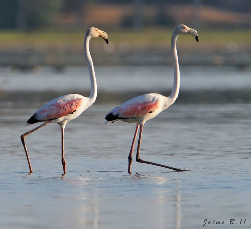 simetrias egipcias Birding Doñana, Jaime Blasco