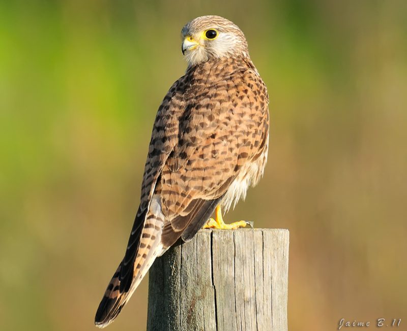 sin riesgos Birding Doñana, Jaime Blasco