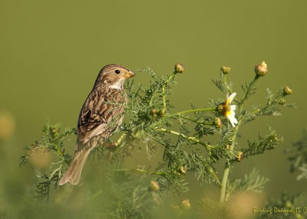 sobre flores Birding Doñana, Jaime Blasco