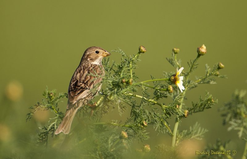 sobre flores Birding Doñana, Jaime Blasco