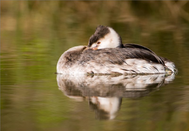 somormujo tranquilón Birding Doñana, Jaime Blasco