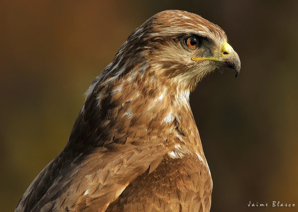 subexpuesto Birding Doñana, Jaime Blasco