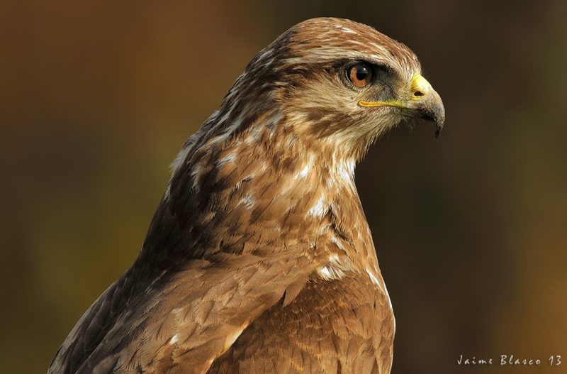 subexpuesto Birding Doñana, Jaime Blasco