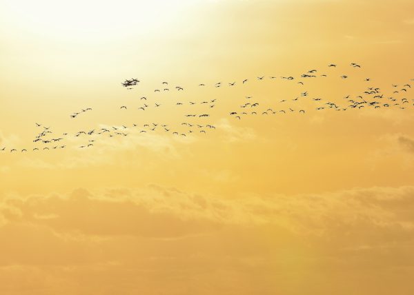 sunset in Doñana