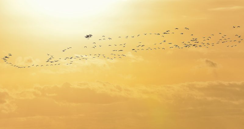 sunset in Doñana