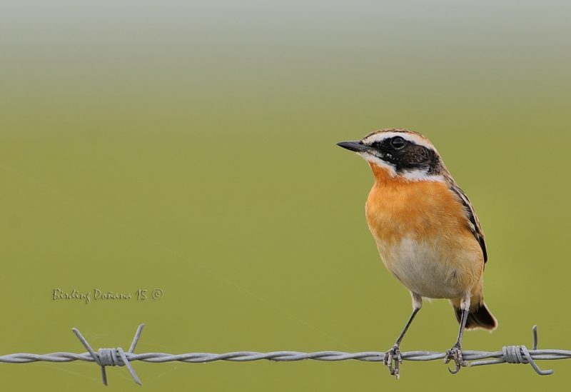 tarabilla con mechas Birding Doñana, Jaime Blasco