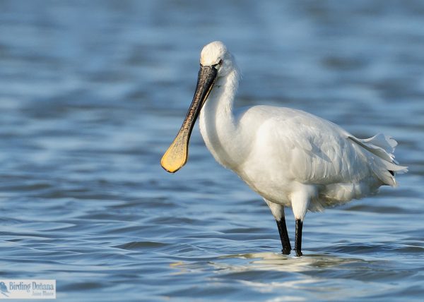 te veo Birding Doñana, Jaime Blasco